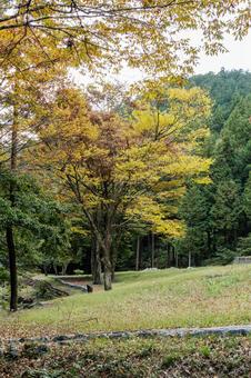 秋色に染まった公園の樹々 秋色に染まった公園の樹々の写真