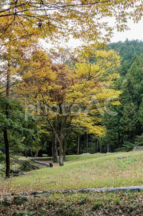 秋色に染まった公園の樹々 山,秋,風景の写真素材