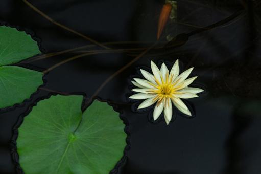 水に浮かぶ睡蓮の花と葉 自然,はな,スイレンの写真素材