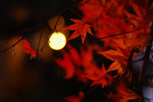 紅葉 01 紅葉 01の写真