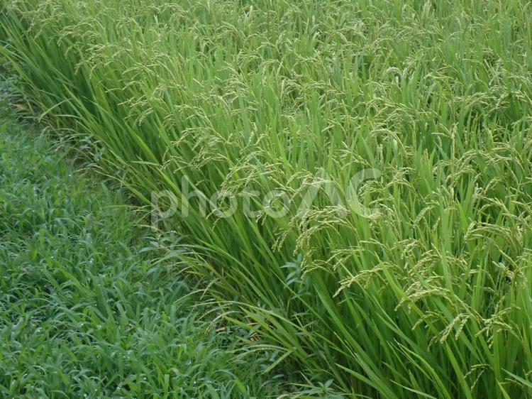 雨の中、首を垂れる若い稲穂 稲穂,稲,田んぼの写真素材