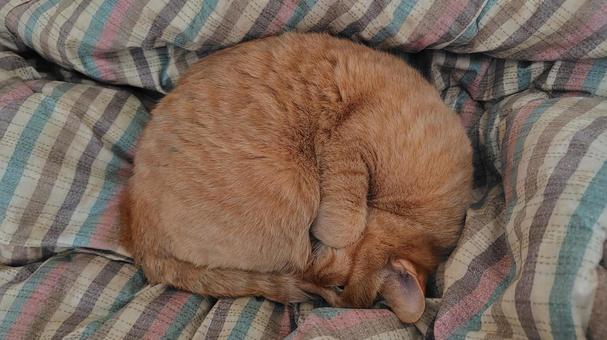 おやすみ茶トラ 茶トラ,猫,雌の写真素材