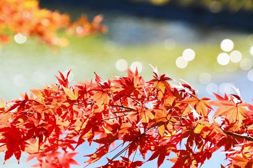 噴水の輝く水しぶきと紅葉 噴水の輝く水しぶきと紅葉 紅葉,きれい,秋の写真素材