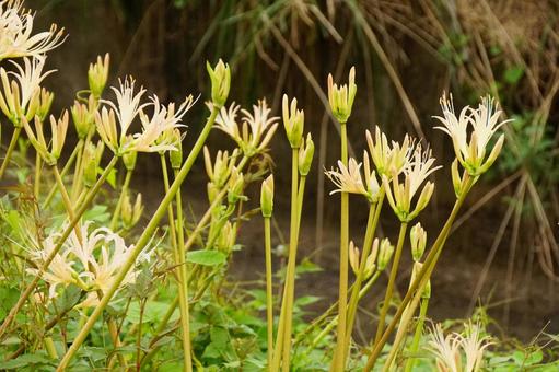 彼岸花 彼岸花の写真