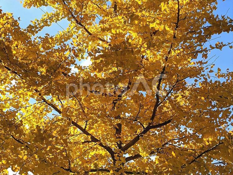 紅葉が鮮やかないちょうの大木 銀杏,黄色,アップの写真素材