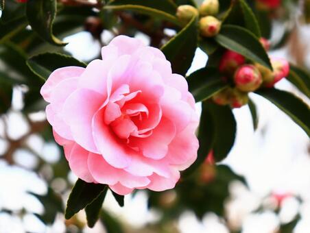 サザンカの花と蕾 サザンカ,さざんか,山茶花の写真素材