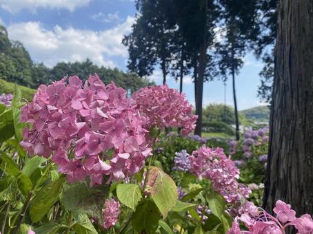 紫陽花 紫陽花の写真