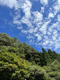 山の木と空 山の木と空 山,空,自然の写真素材