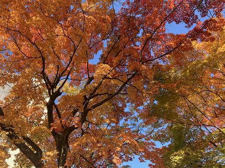 紅葉 紅葉 秋,もみじ,自然の写真素材