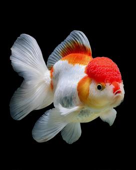 黒い背景に映える紅白の金魚 黒い背景に映える紅白の金魚の写真