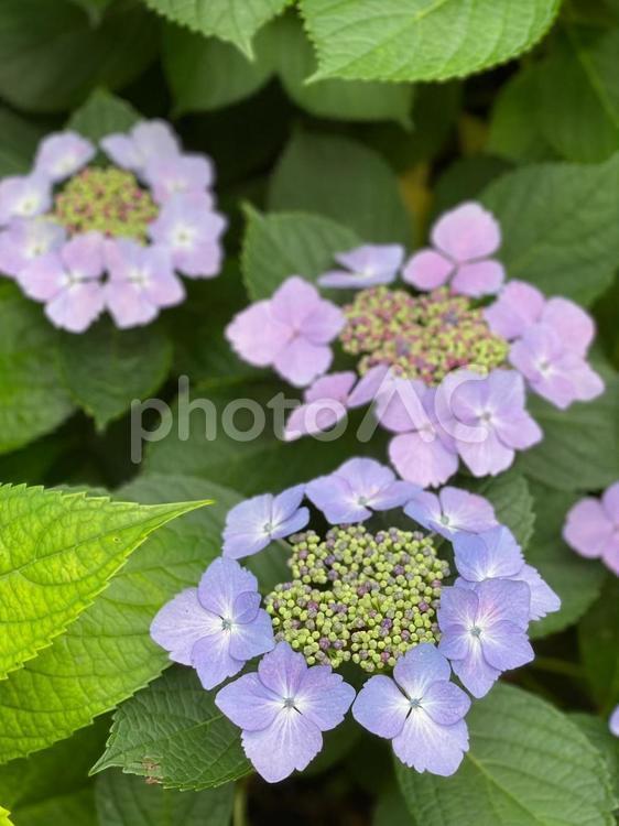 ガクアジサイ 奇麗,ナチュラル,きれいの写真素材