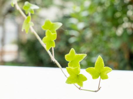 垂れ下がっているアイビー アイビー,葉,垂れ下がるの写真素材