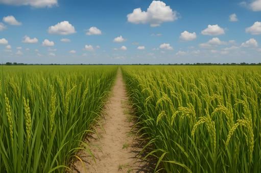 稲穂に囲まれた田んぼ道の写真