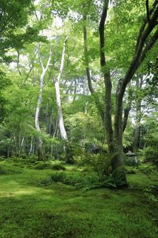 緑一色となった祇王寺 緑一色となった祇王寺 祇王寺,新緑,苔寺の写真素材