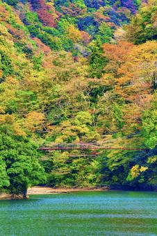 紅葉 紅葉の写真