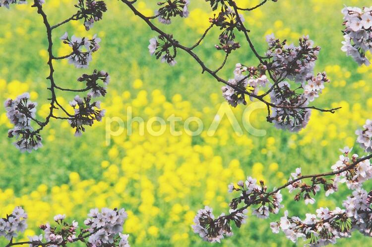 菜の花と春風に揺れる桜 春,桜,菜の花の写真素材