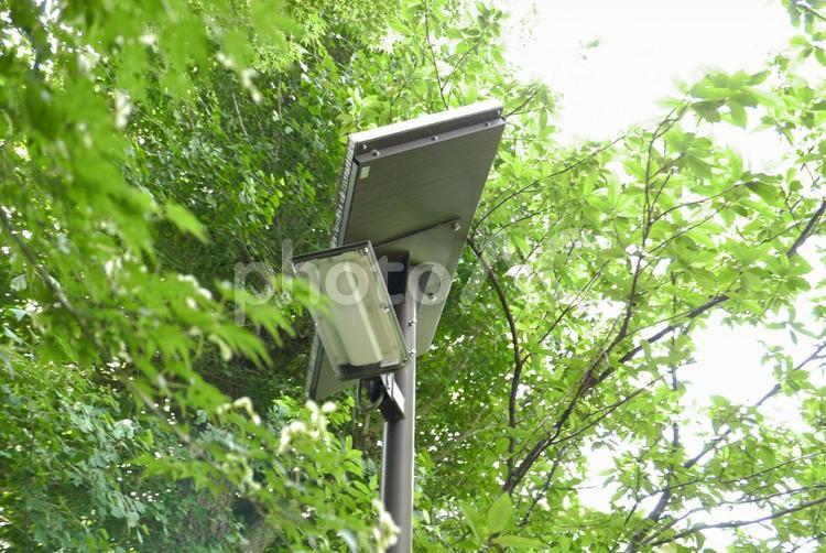 街灯と木 カエデ,街灯,公園の写真素材