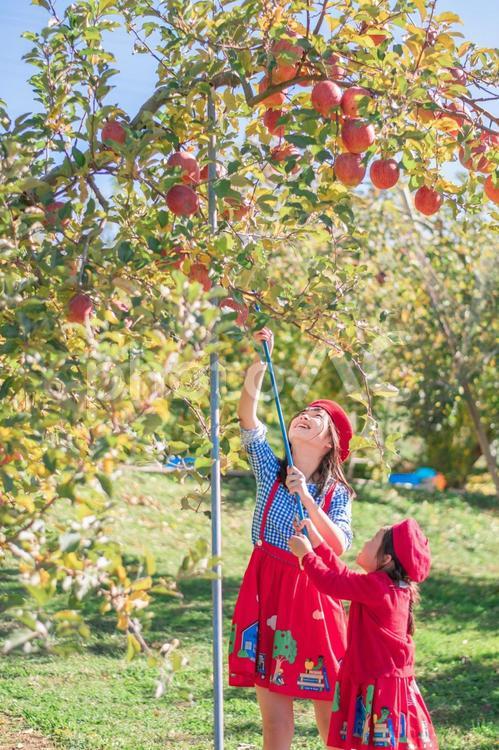 りんご狩りをする子供たち りんご狩り,りんご,子供の写真素材