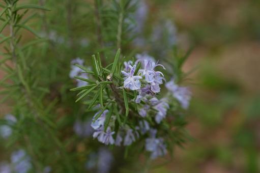 Photo, rosemary, herbs, spring flower, 