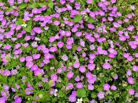 一面の紫色の花 一面の紫色の花 花,フラワー,flowerの写真素材