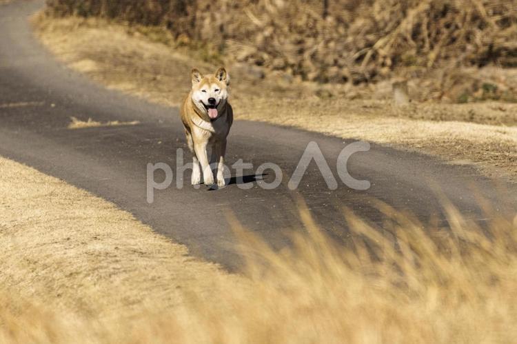 のんびりと散歩する犬 犬,ドッグ,散歩の写真素材