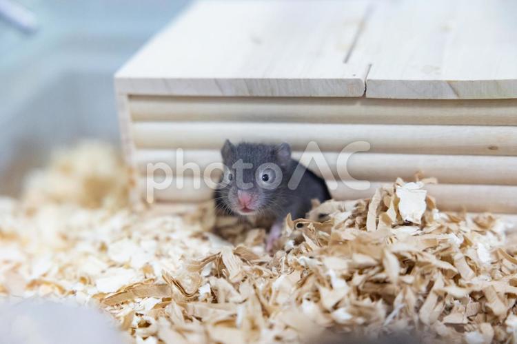 巣箱から顔を出す赤ちゃんハムスター ハムスター,ゴールデンハムスター,動物の写真素材