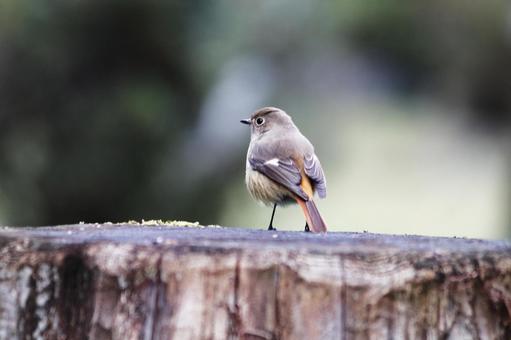 木にとまる可愛いジョウビタキ 木にとまる可愛いジョウビタキ 鳥,ジョウビタキ,野鳥の写真素材