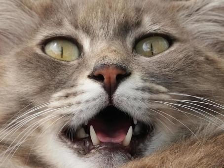 猫の顔❶ 猫の顔❶ 猫,野良猫,見るの写真素材