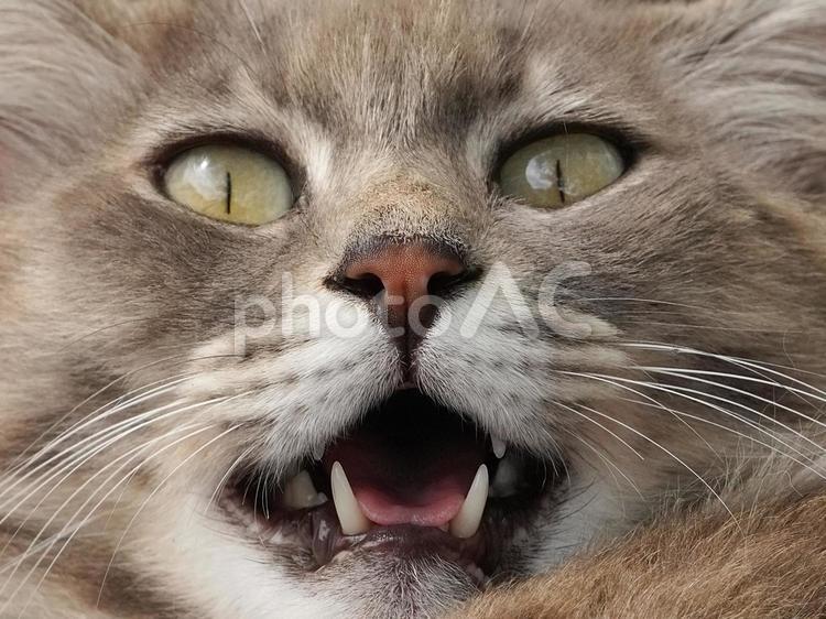 野良猫の顔❶ 猫,野良猫,顔の写真素材