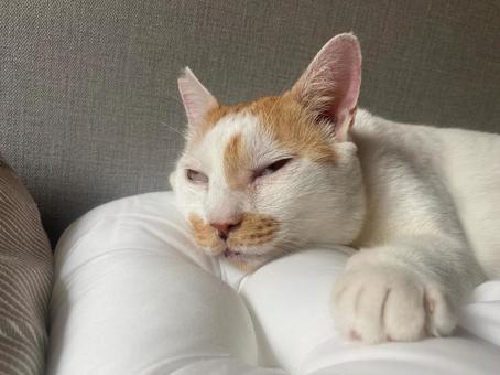 もう無理です 休暇,お疲れ,愛猫の写真素材