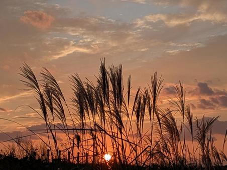 秋の夕暮れ 秋,夕暮れ,すすきの写真素材