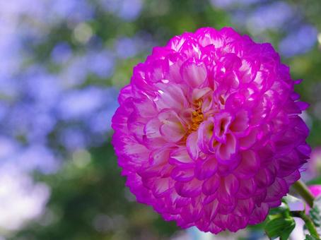 ダリア　夏の花　ピンクの花　マクロ撮影 ダリア,夏の花,ピンクの花の写真素材