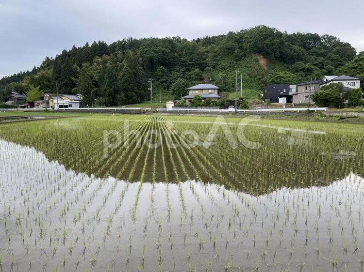 水田に反射する里山の風景 田舎,いなか,田園風景の写真素材