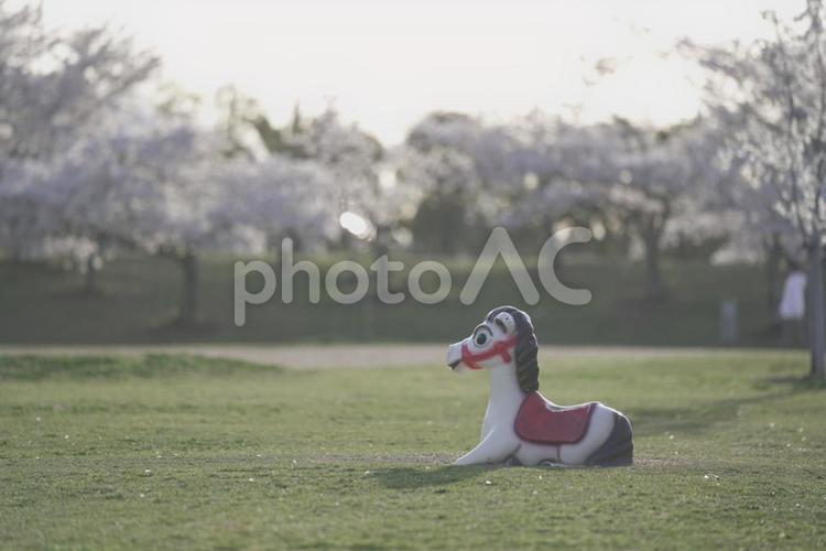 桜と青空とお馬さん 桜,青空,花見の写真素材
