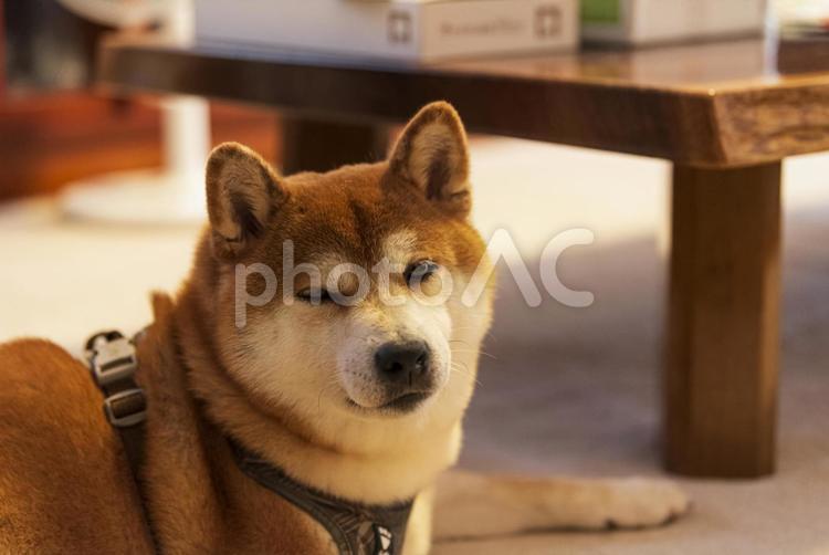 目がしょぼしょぼしながら見つめる柴犬 柴犬,しばいぬ,日本犬の写真素材