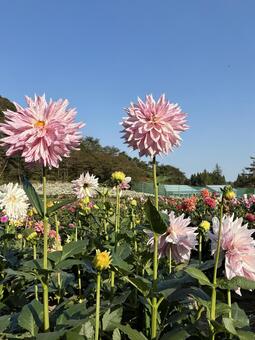 花 ダリア,美しい,ダリア園の写真素材