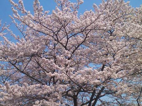 福島の春 春,桜,花の写真素材