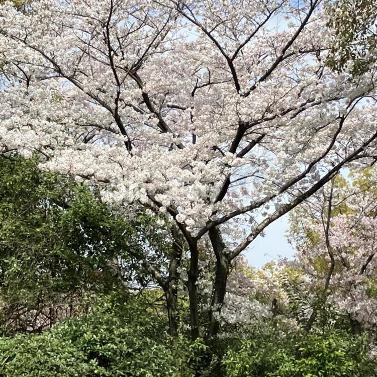 桜の木 桜,景色,公園の写真素材
