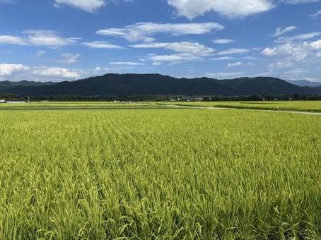 安曇野市 穂高の田園風景 安曇野市 穂高の田園風景 稲,風景,田んぼの写真素材