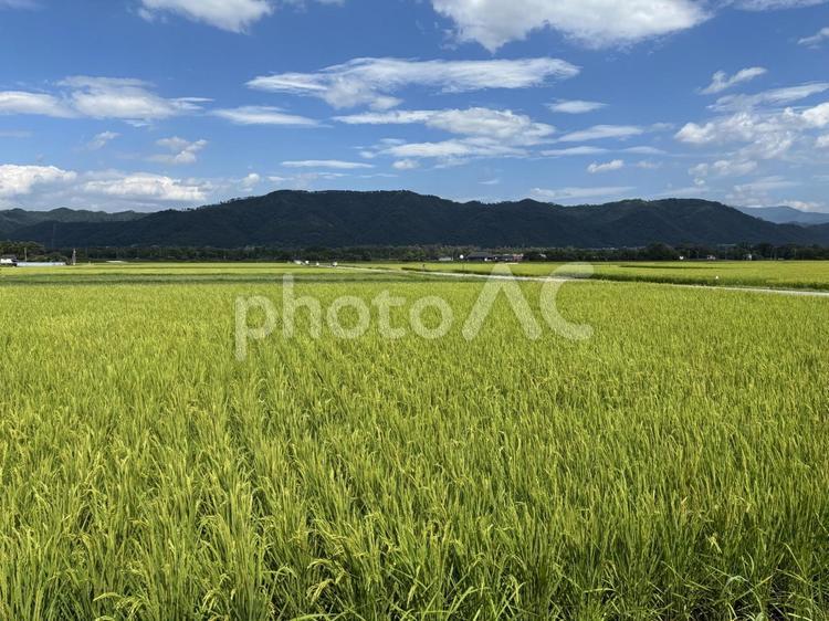 安曇野市　穂高の田園風景 稲,風景,田んぼの写真素材