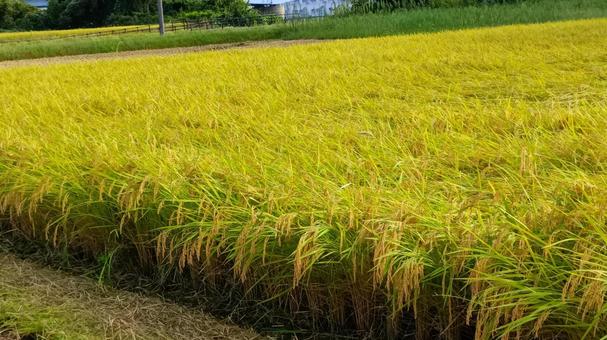 刈り取り前の水田の稲 刈り取り前の水田の稲の写真