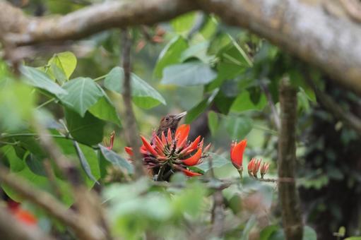 ノグチゲラとデイゴの花　やんばるの森 鳥,啄木鳥,キツツキの写真素材