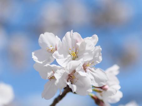 桜の花びら 桜の花びら 春,空,4月の写真素材