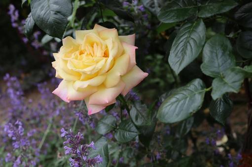 バラ園で淡い色の薔薇を撮った写真です バラ園で淡い色の薔薇を撮った写真ですの写真