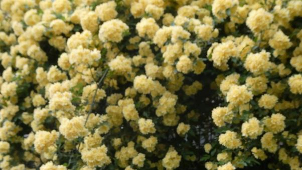 枝垂れ咲くモッコウバラの花 枝垂れ咲くモッコウバラの花 花,モッコウバラ,黄花の写真素材