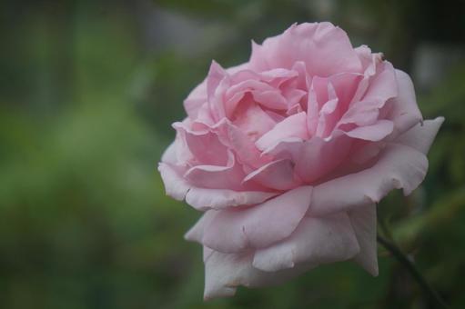 薔薇 薔薇の写真