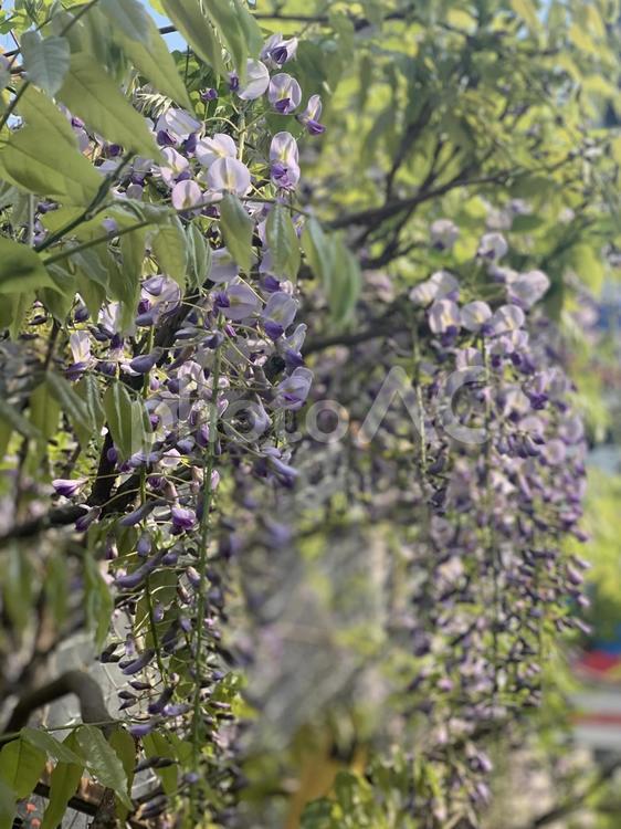 藤の花（晴れた日） 可憐,いっぱい,かわいいの写真素材