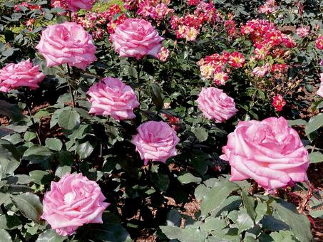 バラ バラの写真