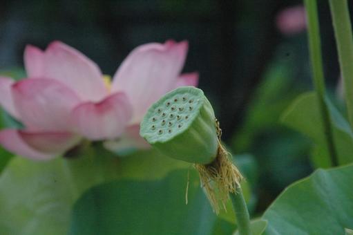 鎌倉市岡本のハスの花 鎌倉市岡本のハスの花の写真