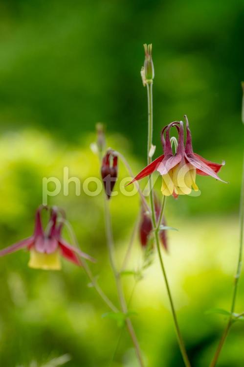セイヨウオダマキ⑷ 春,花,セイヨウオダマキの写真素材
